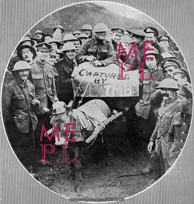 : Donkey wearing a pickelhaube, 1917 : Donkey wearing a pickelhaube, 1917