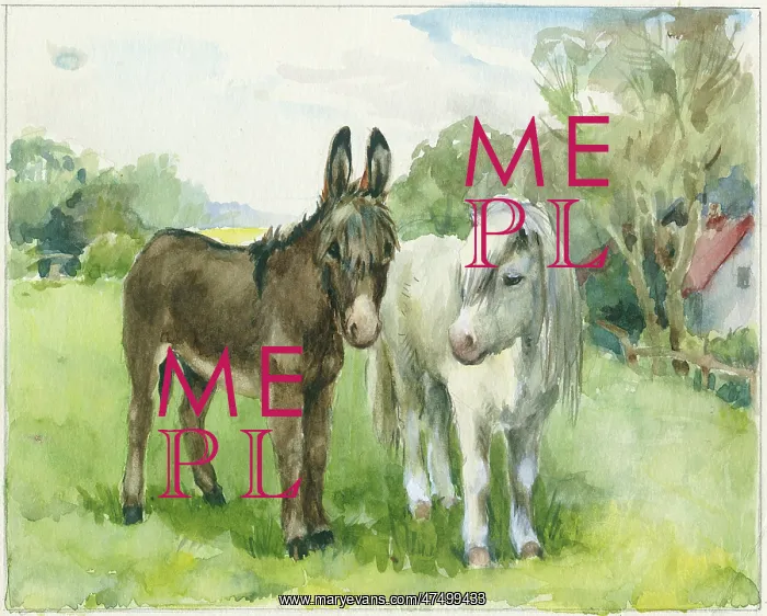 : Donkey and white Shetland pony : Donkey and white Shetland pony
