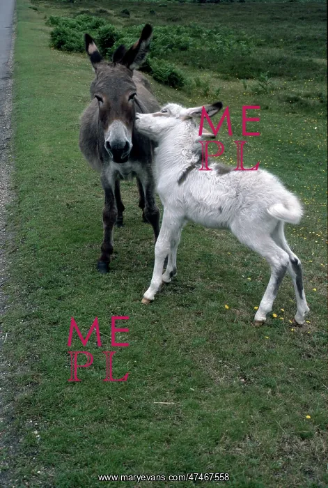  : Donkey with Young