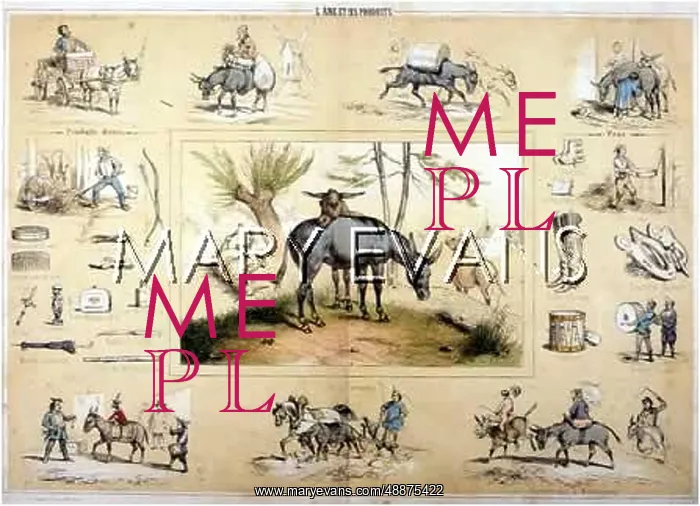: DONKEYS, ALL ASPECTS : DONKEYS, ALL ASPECTS
