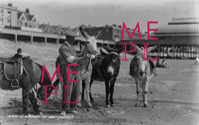 : Donkeys at Burnham-on-Sea : Donkeys at Burnham-on-Sea