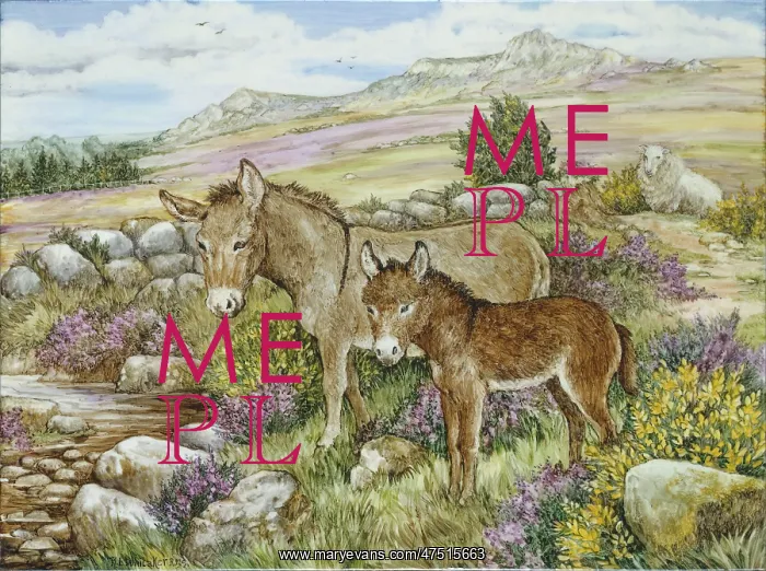 : Donkeys on Carn Ffoi : Donkeys on Carn Ffoi