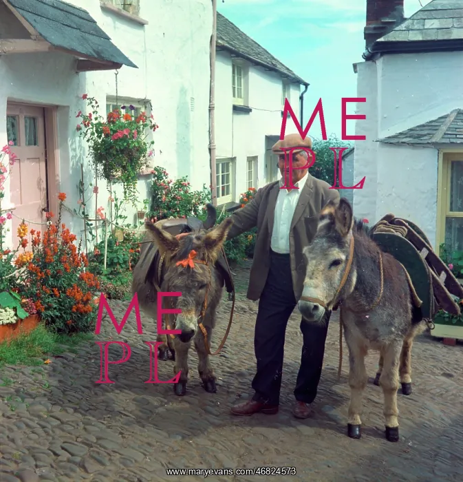 : Donkeys, Clovelly : Donkeys, Clovelly