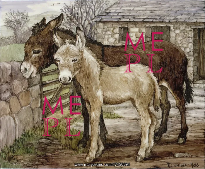  : Two donkeys in a farmyard