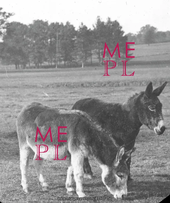 : Two donkeys in a field : Two donkeys in a field