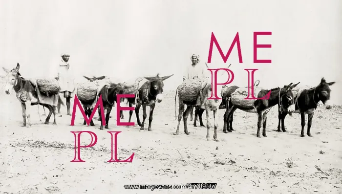 : Donkeys laden with goods, on the beach Algeria : Donkeys laden with goods, on the beach Algeria