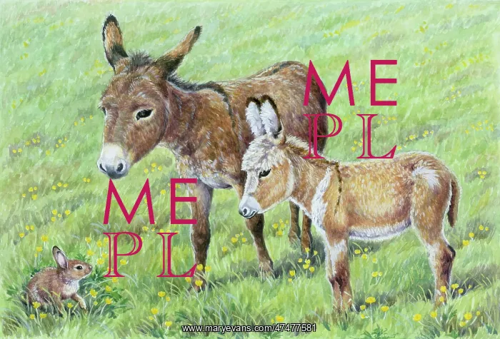 : Two Donkeys looking at a Rabbit in a meadow : Two Donkeys looking at a Rabbit in a meadow