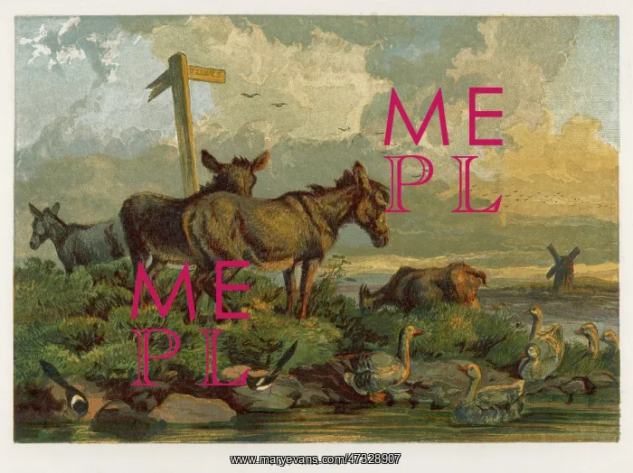 : DONKEYS / MEADOW 1862 : DONKEYS / MEADOW 1862