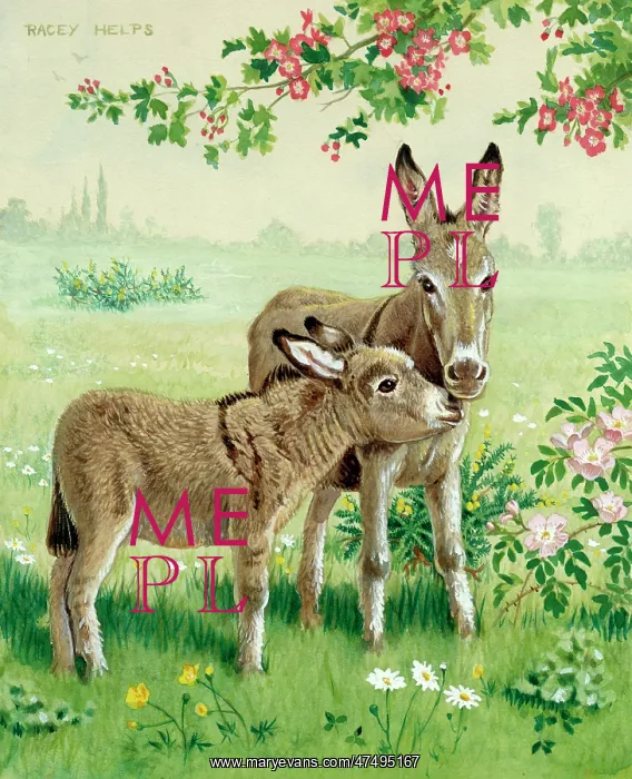 : Two Donkeys in a meadow with wild flowers : Two Donkeys in a meadow with wild flowers