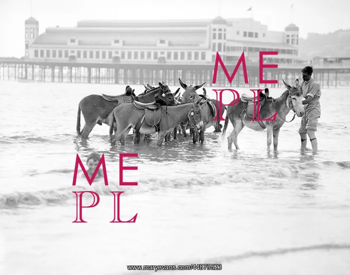 : Donkeys in Sea : Donkeys in Sea