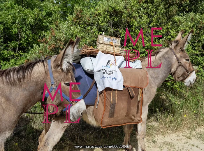 : Donkeys, Trobada del Canigo, Canigo, Pyrenees-Orientales : Donkeys, Trobada del Canigo, Canigo, Pyrenees-Orientales