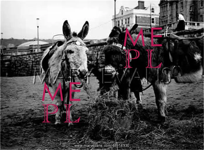 : DONKEYS WHO LUNCH : DONKEYS WHO LUNCH