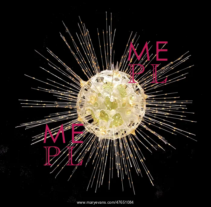: Dorataspis diodon, radiolarian : Dorataspis diodon, radiolarian