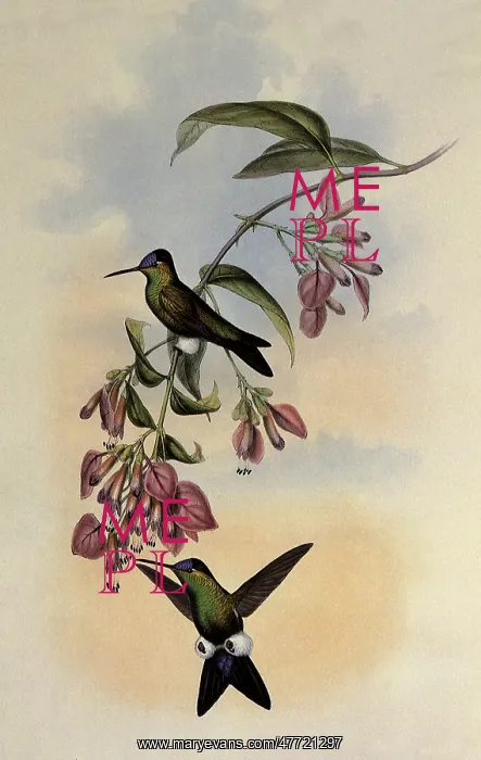 : D'Orbigny's Puffleg, Eriocnemis D'Orbignyi : D'Orbigny's Puffleg, Eriocnemis D'Orbignyi