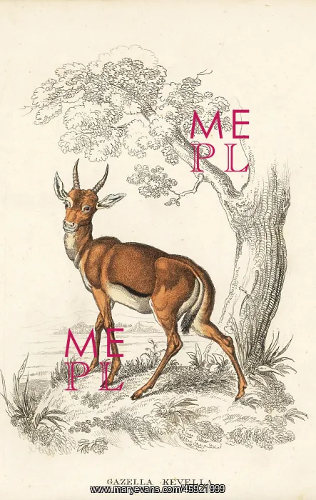 : Dorcas gazelle, Gazella dorcas : Dorcas gazelle, Gazella dorcas
