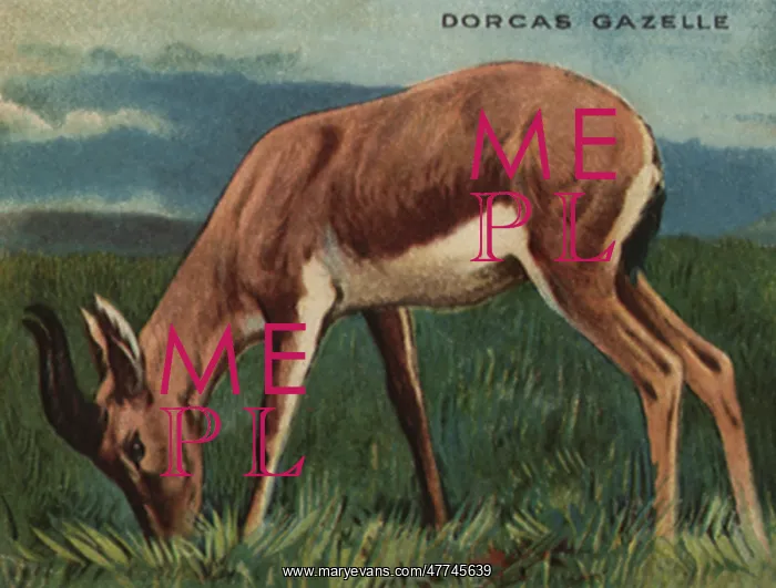  : Dorcas Gazelle Grazing