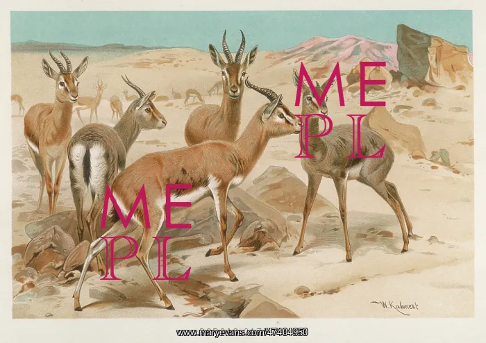  : DORCAS GAZELLES