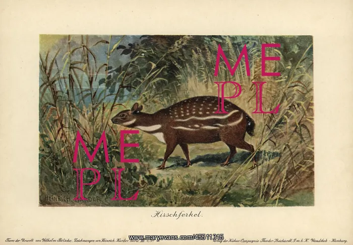  : Dorcatherium, extinct type of chevrotain mouse deer