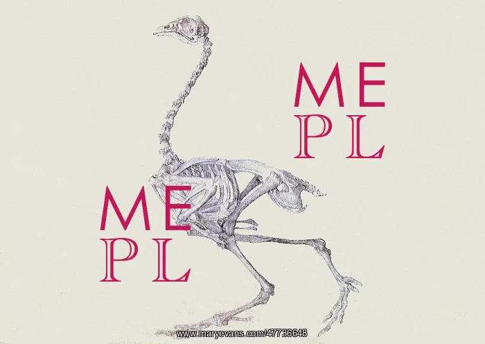 : Dorking Hen Skeleton, Lateral View... by Stubbs : Dorking Hen Skeleton, Lateral View... by Stubbs