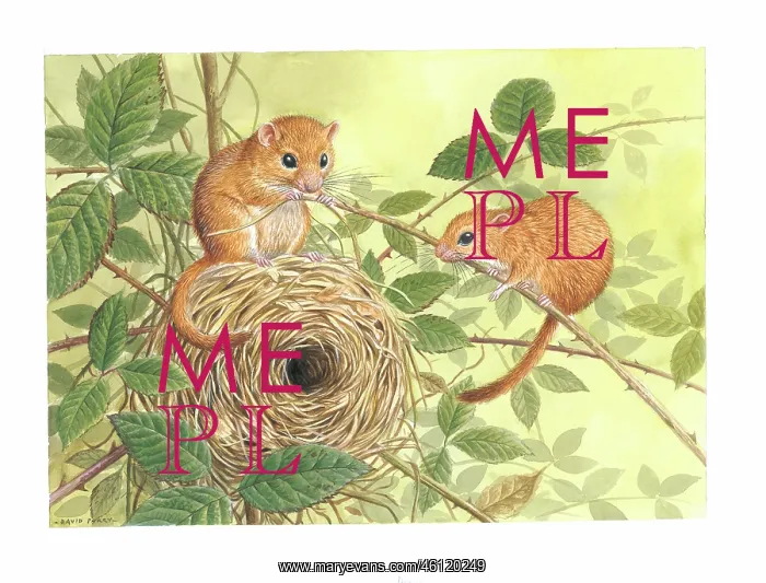  : Dormice by David Parry