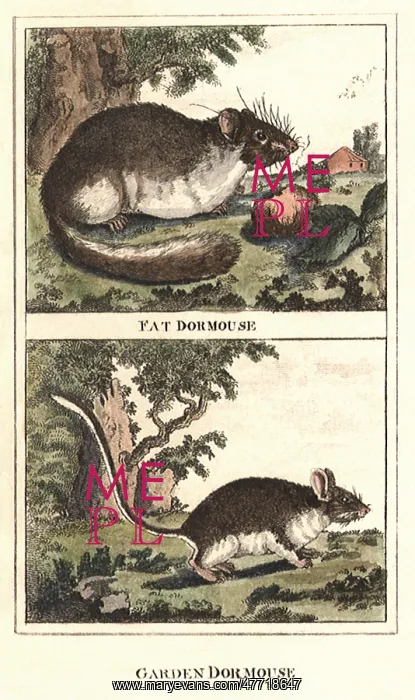 : Dormice