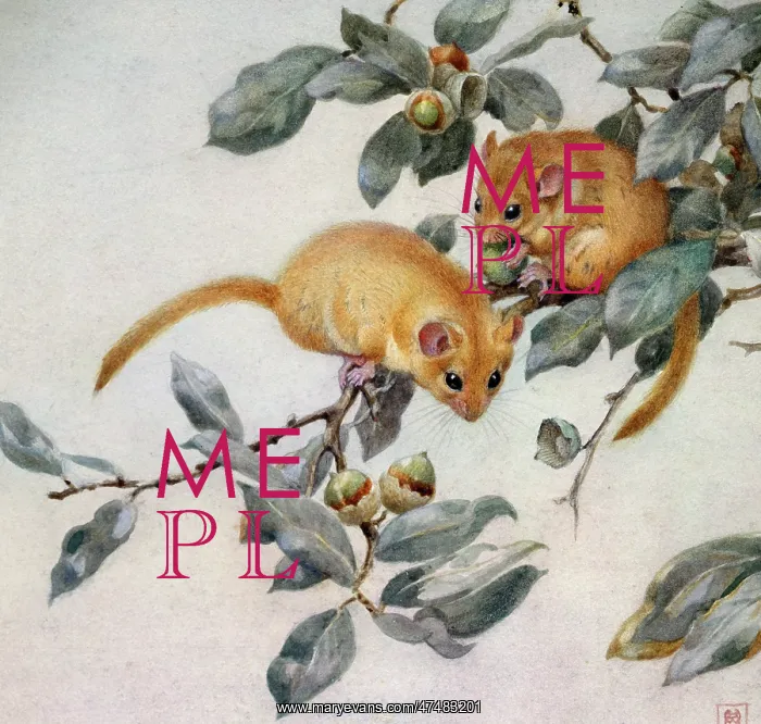 : Dormice ' on branch eating acorns : Dormice ' on branch eating acorns