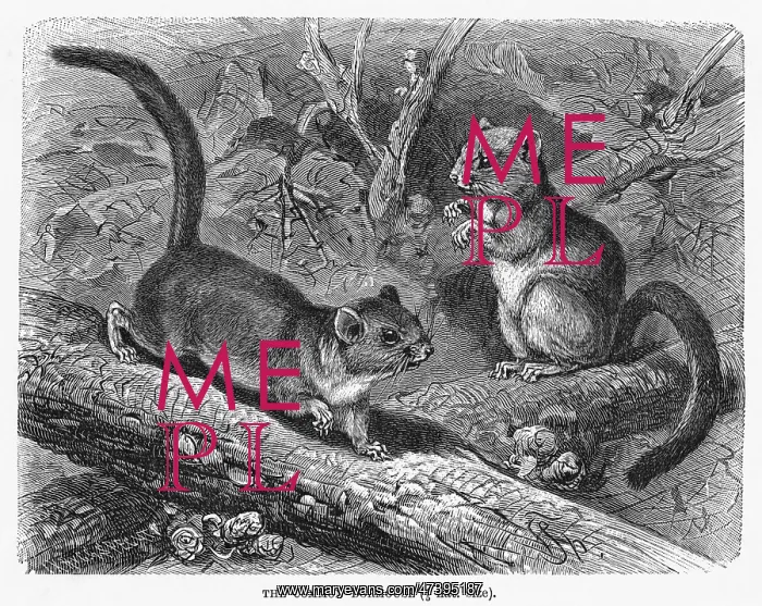 : DORMOUSE. (muscadinus avellanarius) The hazel dormouse has a cousin named : DORMOUSE. (muscadinus avellanarius) The hazel dormouse has a cousin named