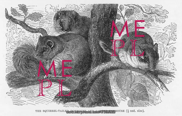 : DORMOUSE. (muscardinus avellanarius) on the left is a suirrel- tailed dormouse : DORMOUSE. (muscardinus avellanarius) on the left is a suirrel- tailed dormouse