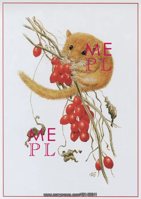  : Dormouse
