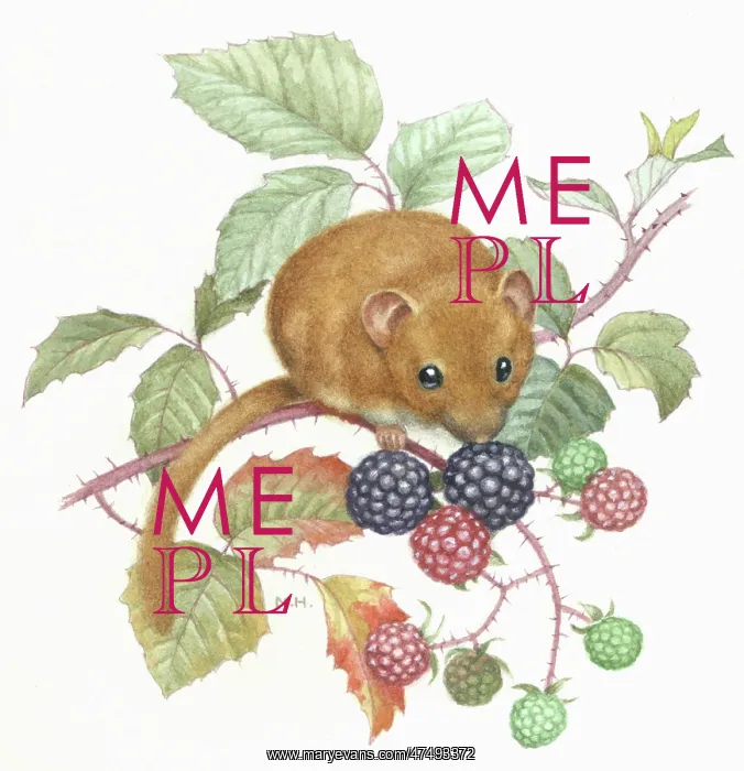  : Dormouse and blackberries