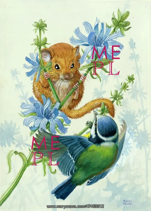  : Dormouse and Blue Tit on Chicory
