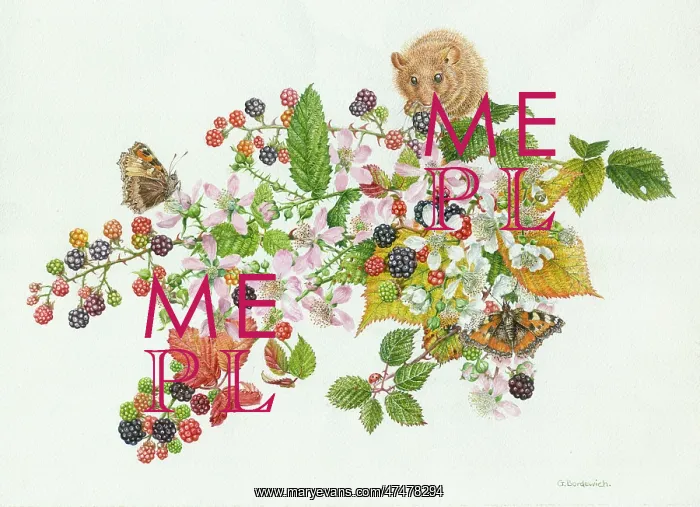  : Dormouse on brambles with tortoiseshell butterfly