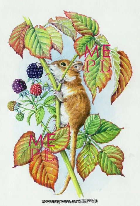 : Dormouse on climbing on bramble stalk : Dormouse on climbing on bramble stalk