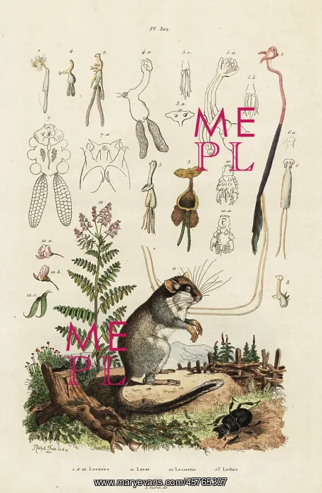 : Dormouse, copepods and beetle : Dormouse, copepods and beetle