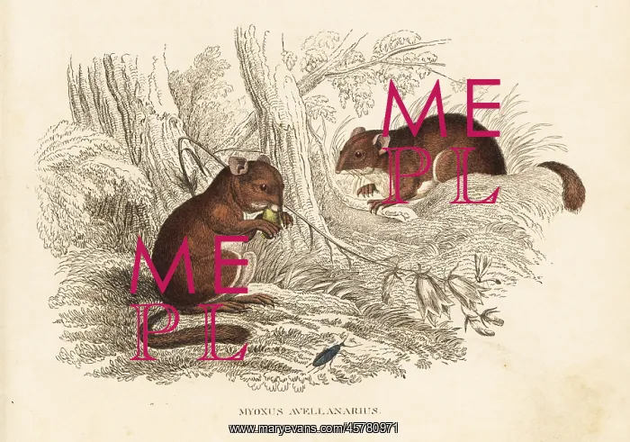: Dormouse, Glis glis : Dormouse, Glis glis