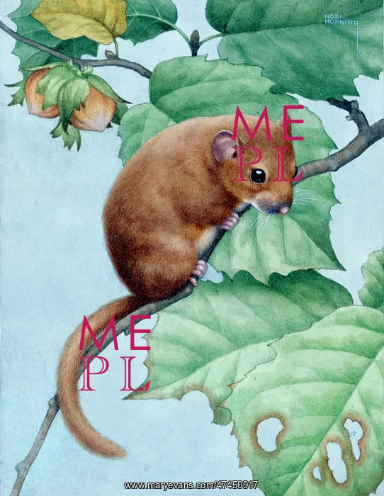  : Dormouse on a Hazel Tree Branch