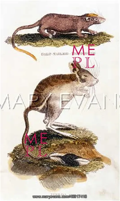 : DORMOUSE / JERBOA 1811 : DORMOUSE / JERBOA 1811