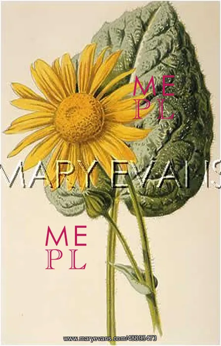 : DORONICUM PARDALIANCHES