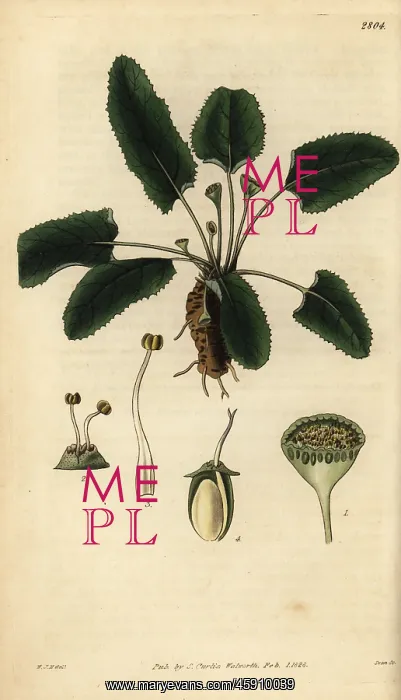 : Dorstenia brasiliensis : Dorstenia brasiliensis