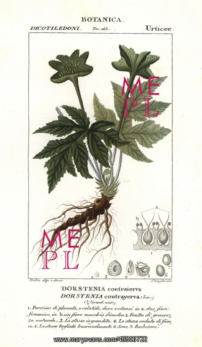 : Dorstenia contrajerva : Dorstenia contrajerva