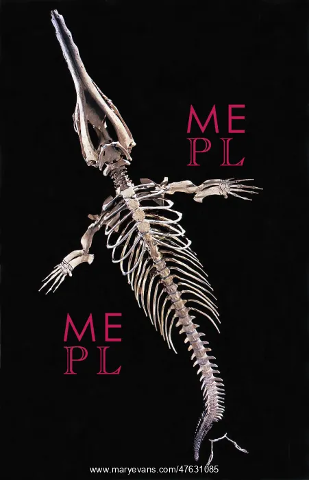 : Dorudon Skeleton : Dorudon Skeleton