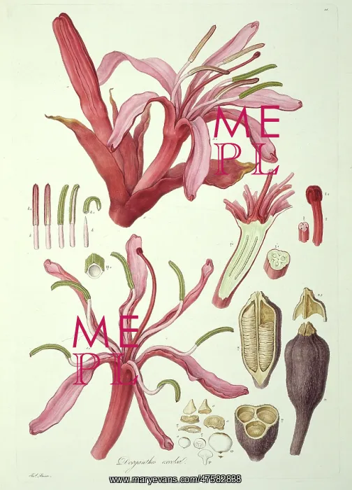 : Doryanthes excelsa, gymea lily : Doryanthes excelsa, gymea lily