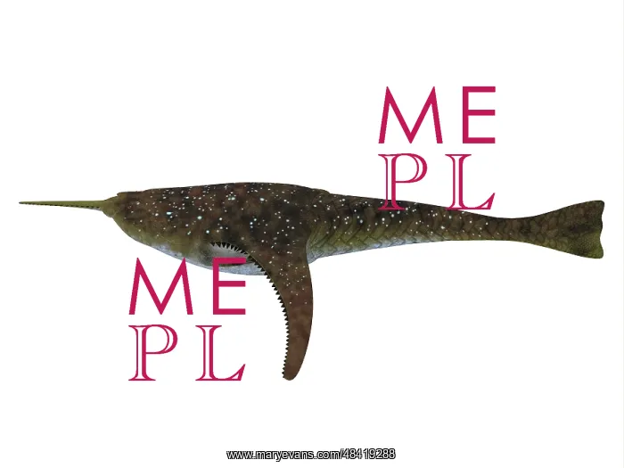 : Doryaspis jawless fish from the Devonian Period : Doryaspis jawless fish from the Devonian Period