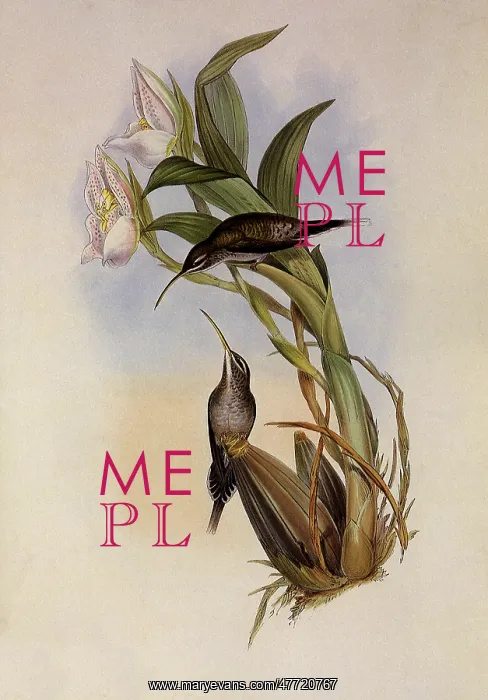 : D'Osery's Hermit, PhaEothornis Oseryi : D'Osery's Hermit, PhaEothornis Oseryi