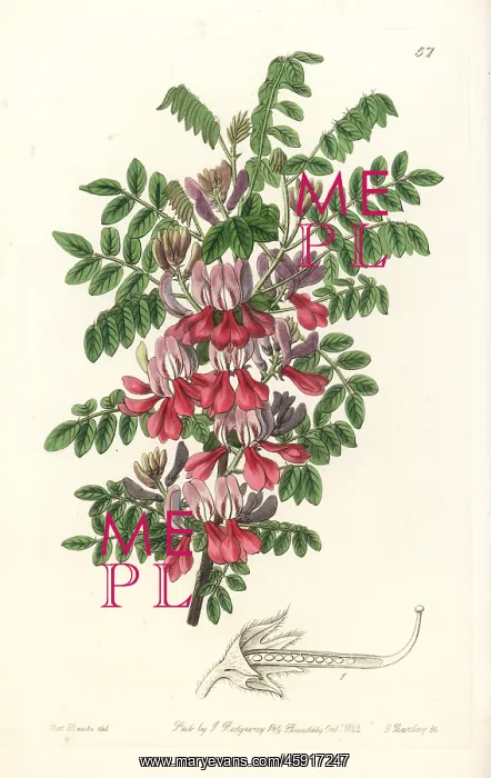 : Dosua indigo, Indigofera dosua : Dosua indigo, Indigofera dosua
