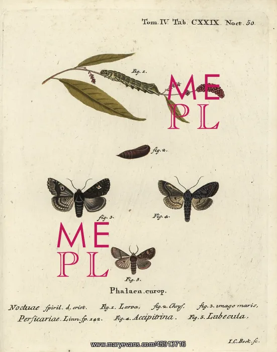 : Dot moths. Dot, Melanchra persicariae 1-4, and Dryobota labecula 5 : Dot moths. Dot, Melanchra persicariae 1-4, and Dryobota labecula 5