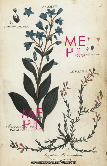 : Dotted felwort and alpine azalea : Dotted felwort and alpine azalea