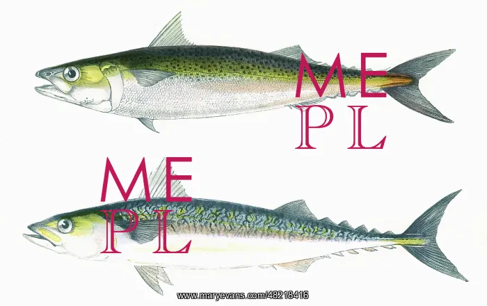 : Dotted Mackerel and Scribbled Mackerel : Dotted Mackerel and Scribbled Mackerel