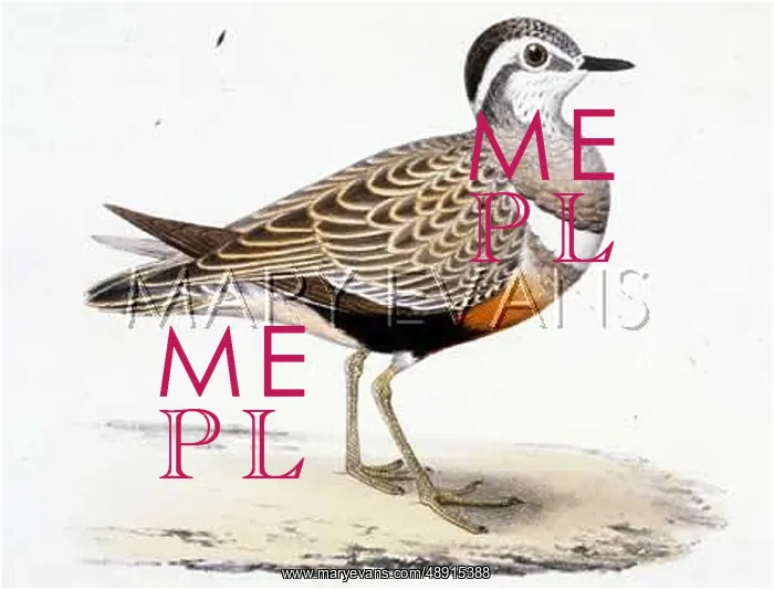  : DOTTEREL (MORRIS)