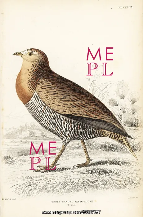 : Double-banded sandgrouse, Pterocles bicinctus, female : Double-banded sandgrouse, Pterocles bicinctus, female